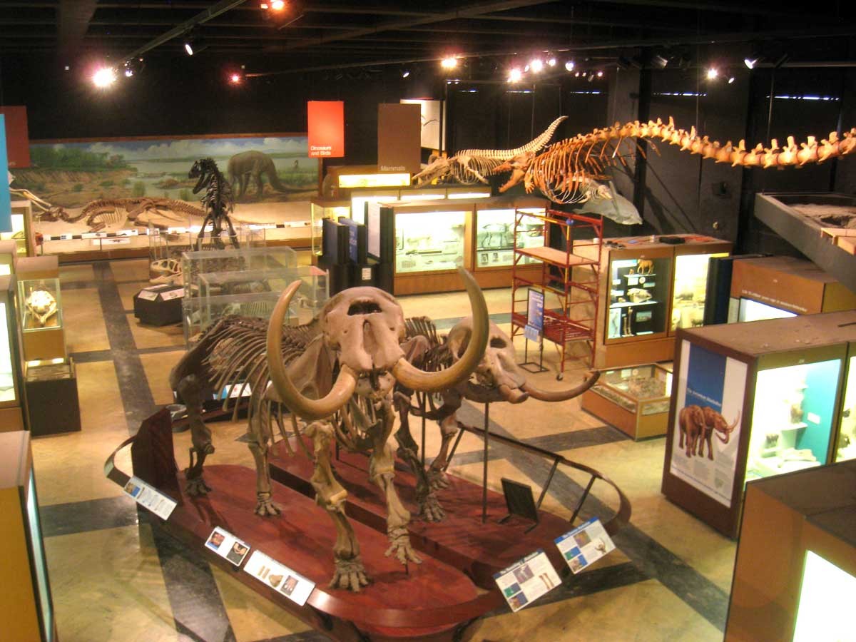 One of the most complete  Mastodon skeletons ever found was discovered near Owosso, Michigan, and is on display at the University of Michigan’s Museum of Natural History.