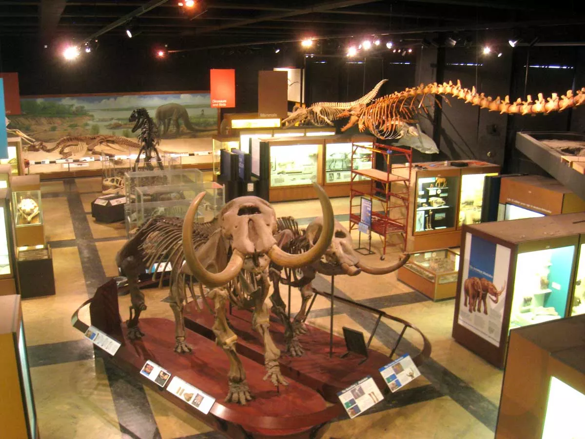 Image: One of the most complete Mastodon skeletons ever found was discovered near Owosso, Michigan, and is on display at the University of Michigan’s Museum of Natural History.