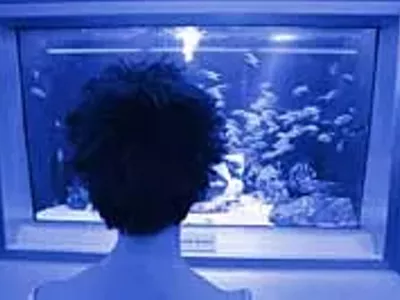 Image: The tragedy of the aquarium