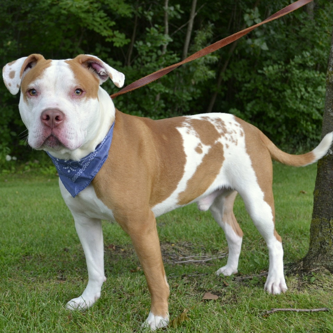 NAME: Jackson 
GENDER:  Male
BREED:  Pit Bull
AGE:  1 year, 7 months
WEIGHT:  53 pounds
SPECIAL CONSIDERATIONS:  None
REASON I CAME TO MHS:  Agency transfer
LOCATION:  Berman Center for Animal Care in Westland
ID NUMBER:  870831