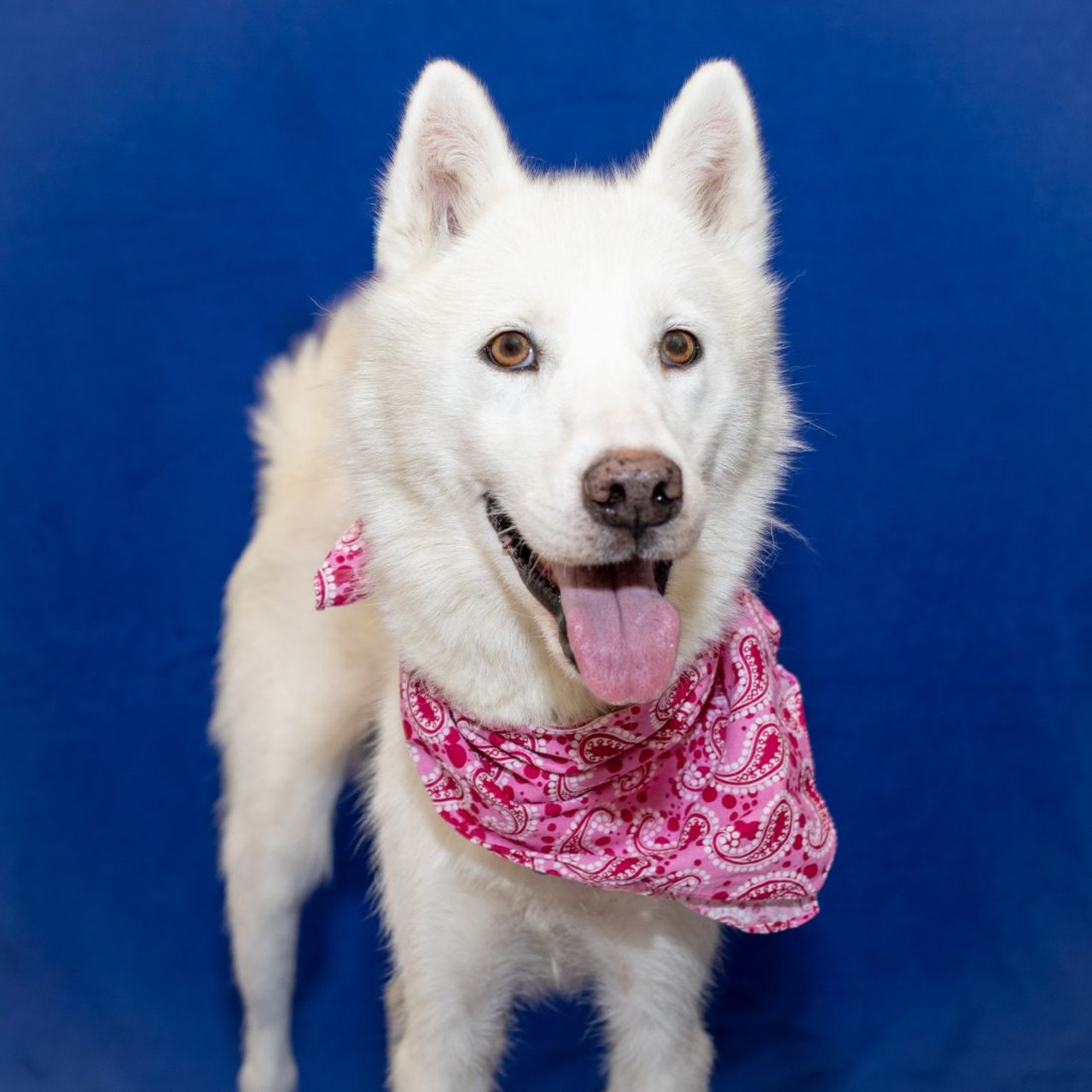 NAME: Stardust
GENDER:  Female
BREED:  Siberian Husky
AGE:  5 years
WEIGHT:  34 pounds
SPECIAL CONSIDERATIONS:  Stardust may do best in a home with older or no children. As with most Huskies, she also enjoys howling and barking.
REASON I CAME TO MHS:  Homeless in Westland
LOCATION:  Rochester Hills Center for Animal Care
ID NUMBER:  871283
