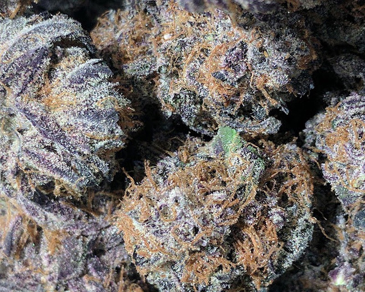 People's Choice
Black D.O.G.
Derived from the cross of two classic northern Californian strains: Blackberry Kush and Emerald Headband, this Indica dominant hybrid showcases a really intense mixture of flavors and aromas, with notes of grapes, berries and oil. Its initial cerebral effect, finishes with a strong, yet relaxing couch locking body high. Black D.O.G. is beneficial for patients with chronic pain, migraines, poor appetite and insomnia.
2247 W. Liberty St., Ann Arbor; peopleschoiceofannarbor.com; 734-369-8573. 