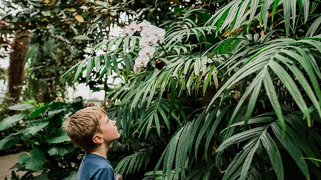 Image: Thousands of tropical butterflies are coming to Meijer Gardens