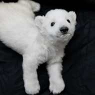 These new polar bear cubs born at the Detroit Zoo are here to save us from ourselves