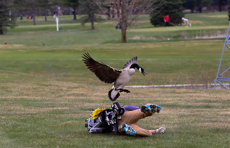 Goose attacks Michigan teen golfer, only thing hurt is 'his pride' (2)