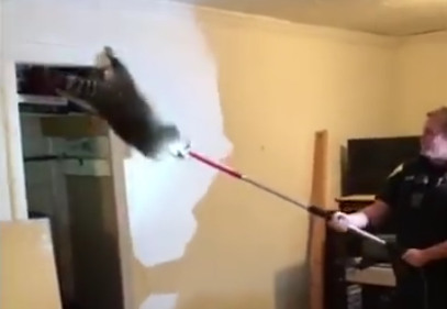 Video: Raccoon family invades Michigan home, epic fight to avoid capture ensues