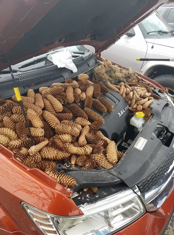 Squirrel goes nuts, stores 50 lbs of pine cones in the engine of Michigan man's car