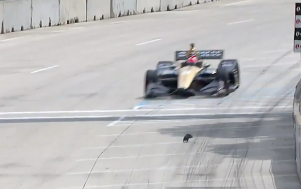 Detroit animals don't give a shit about sports