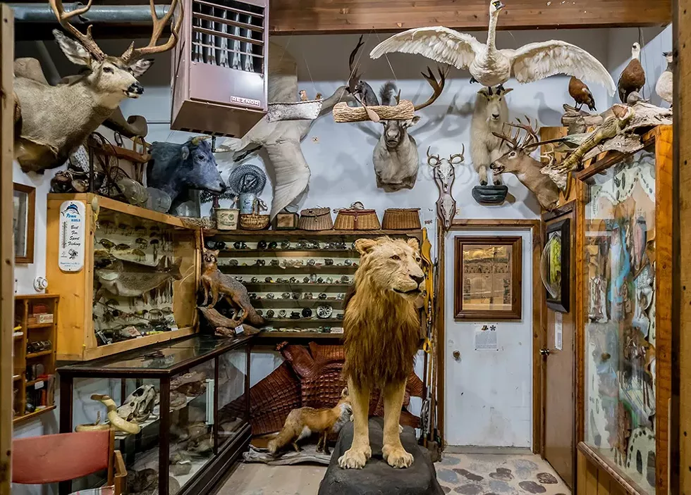 Guntzviller Taxidermy & Spirit of the Woods Museum, Williamsburg. - Courtesy photo