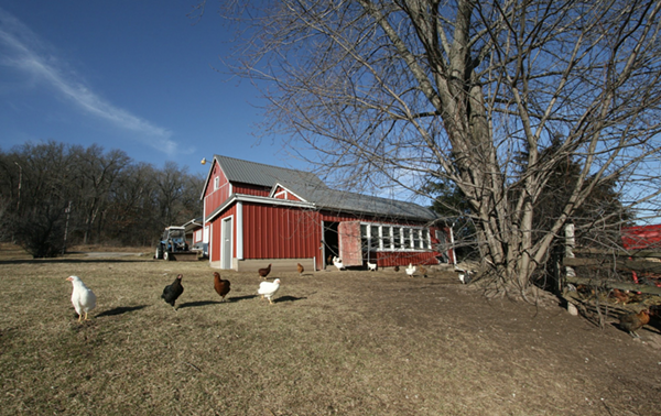 Chickens on an organic farm in Wisconsin. - Facebook