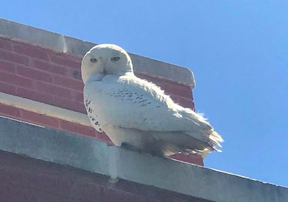 Snowy owls seeking summer sun have found a home in metro Detroit