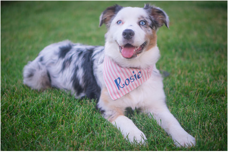 Rose the Australian Shepherd is currently leading the pack in votes. - Photo via Michigan Humane Society contest website