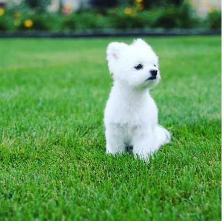 Romeo is one of the many eligible cuties for next year's calendar. - Photo via Michigan Humane Society contest website.