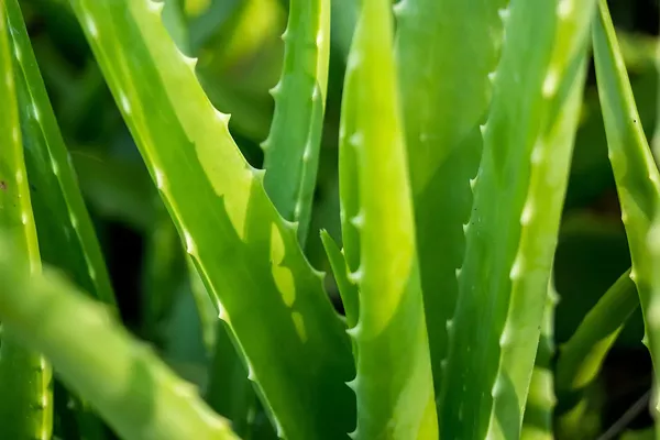 Detroit resident offers reward for the plant-napping of 'Big Al'