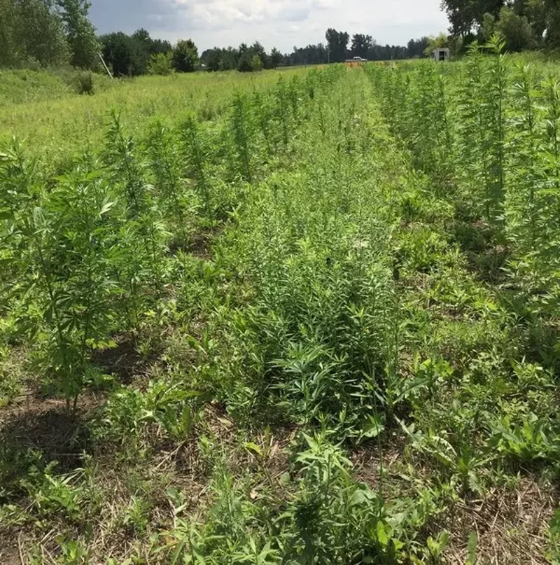 Westers grew over 700 marijuana plants across 5 sites hidden among other crops. - Photo courtesy of Sanilac Drug Task Force