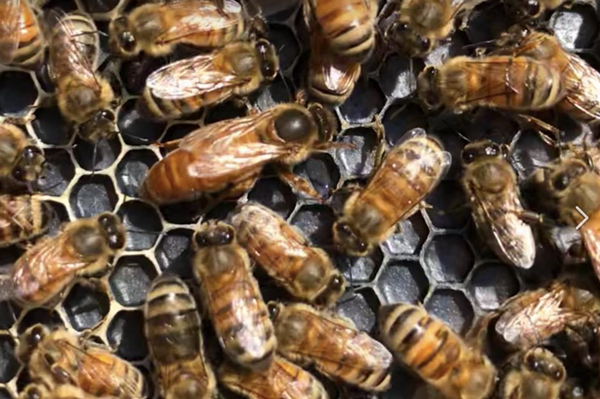 Bees In The D holds fundraiser after car plows through its hives