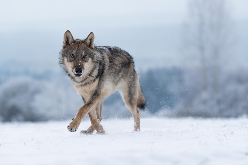 Endangered wolves found trapped in footholds in the U.P., one found fatally shot