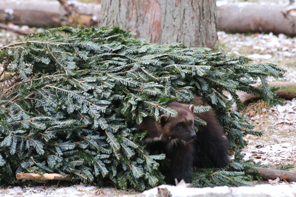 What's more Michigan than a wolverine partying in a pine tree? - JENNIE MILER