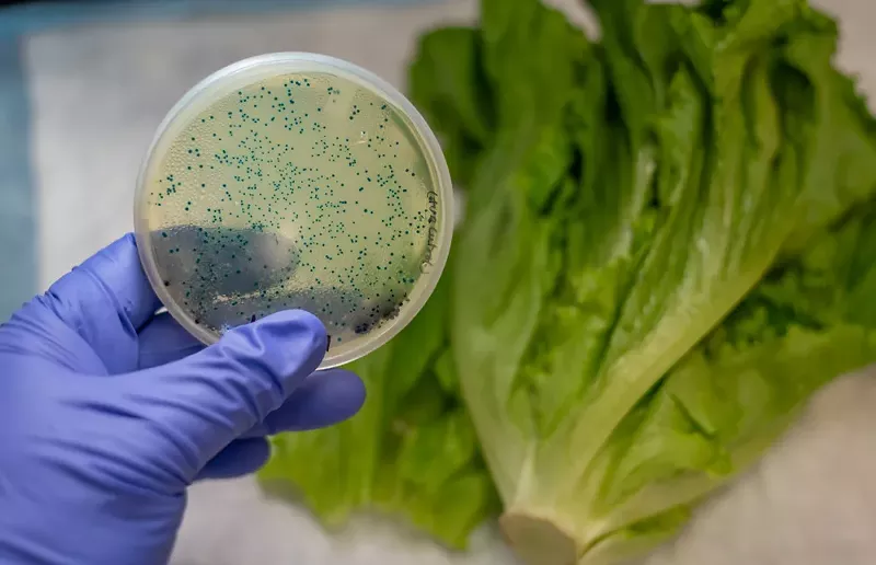 CDC: It's safe to eat romaine lettuce in Michigan