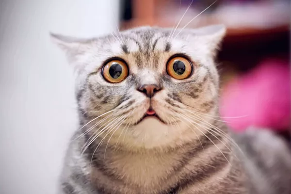 CatVideoFest is a thing and it's coming to Detroit —  we're not even kitten