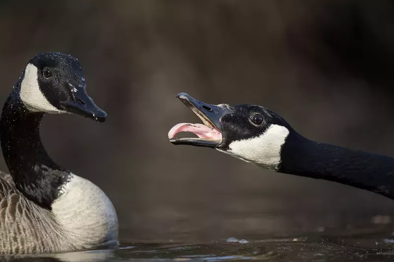 Police issue warning of local goose attacking Eastern Michigan students