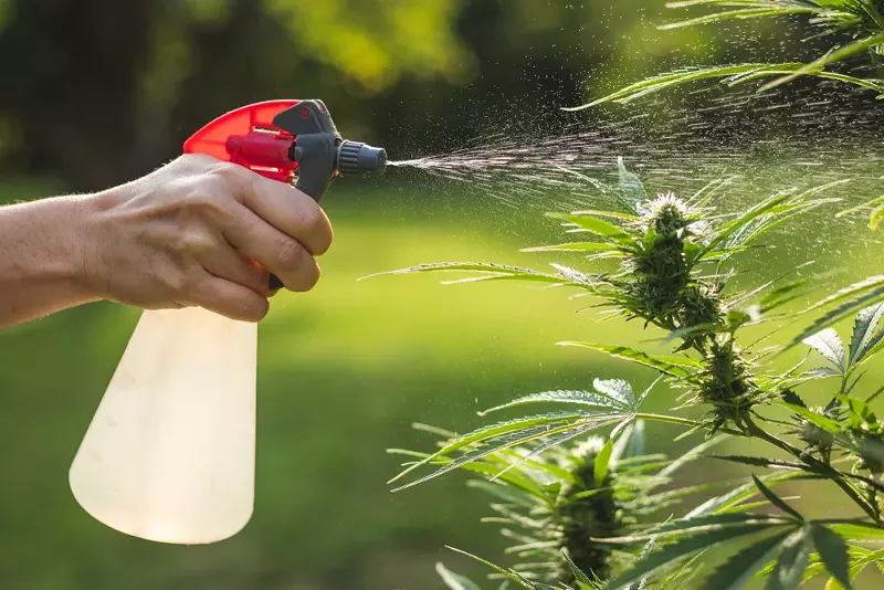 Michigan's Marijuana Regulatory Agency says caregivers can sell to licensed growers or processors