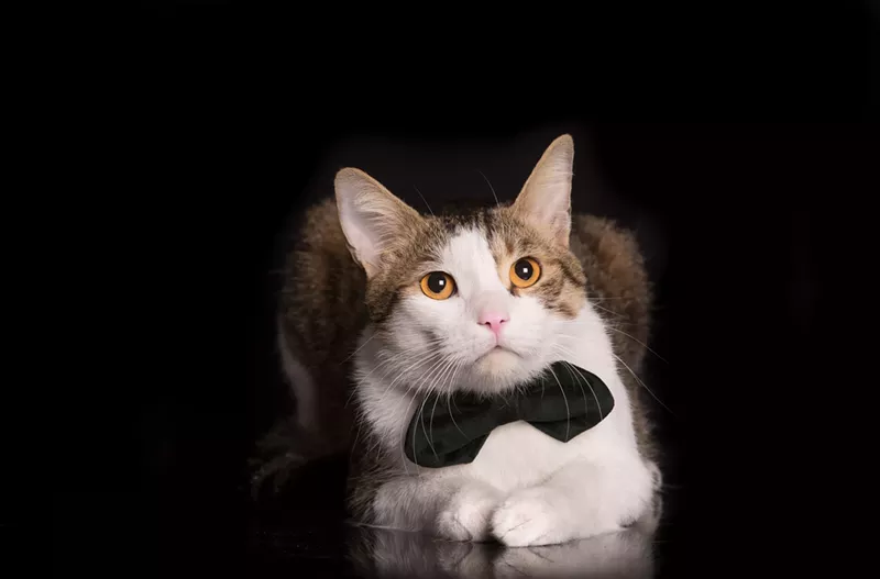 Celebrate the superior species at Tangent Gallery's Cat Mania event