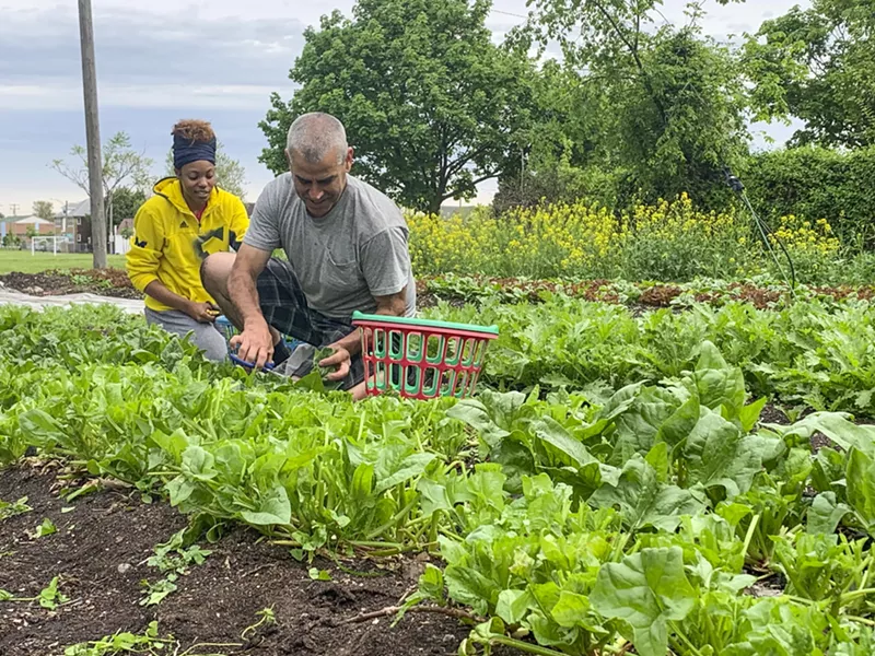 Harvesting greens at Brother Nature. - Tom Perkins