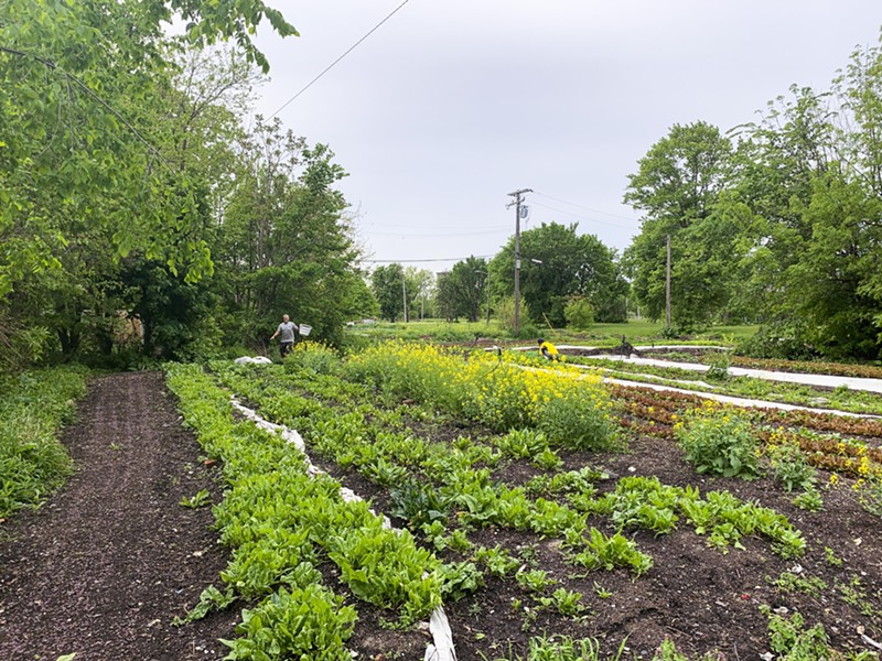 Brother Nature's farm in North Corktown. - Tom Perkins
