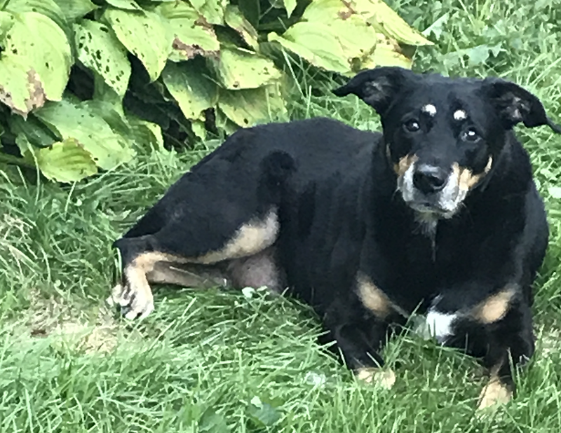 Kai, still a very good boy. - Larry Gabriel