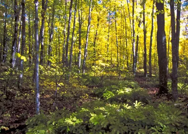 Hiawatha National Forest has 8,000 inventoried roadless acres. - Bob Nichols/USDA