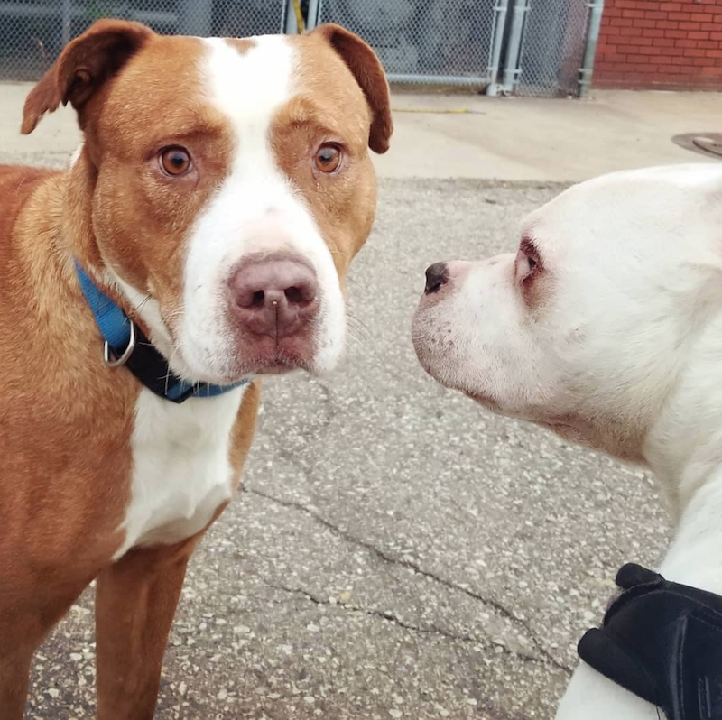 Rhino with a doggie friend. - Rebel Dogs Detroit