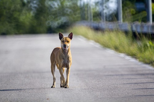 A stray dog, like one of Detroit's imaginary 50,000 strays that the media would have you believe roam the streets. - Shutterstock