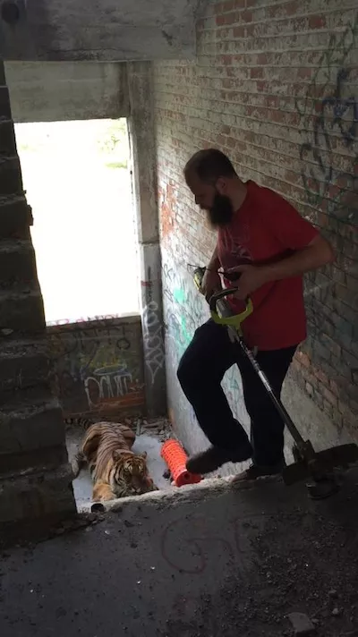 Is there a tiger in the Packard Plant?