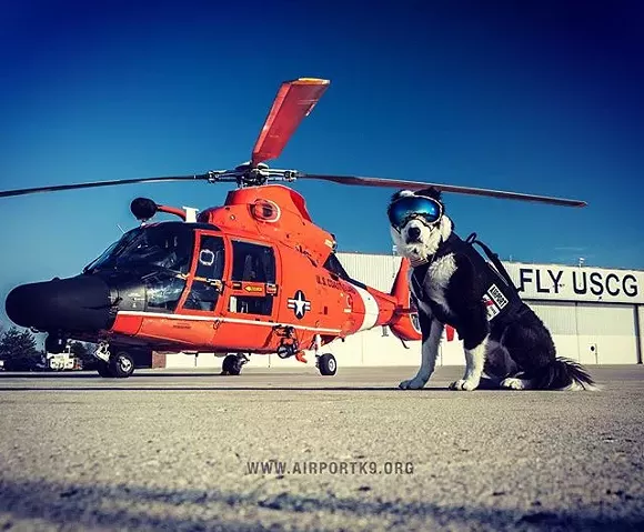 Look at how badass he looks - Photo via airportk9 Instagram