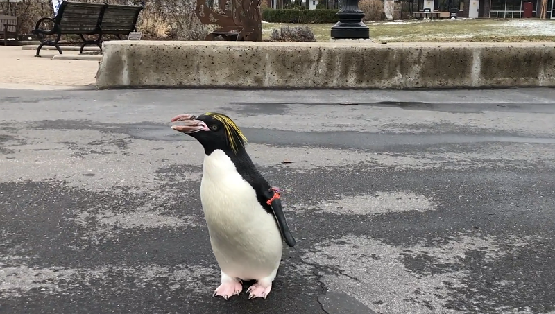 The Detroit Zoo's penguin, Pickles, going anywhere she damn well pleases! - Screen grab/YouTube