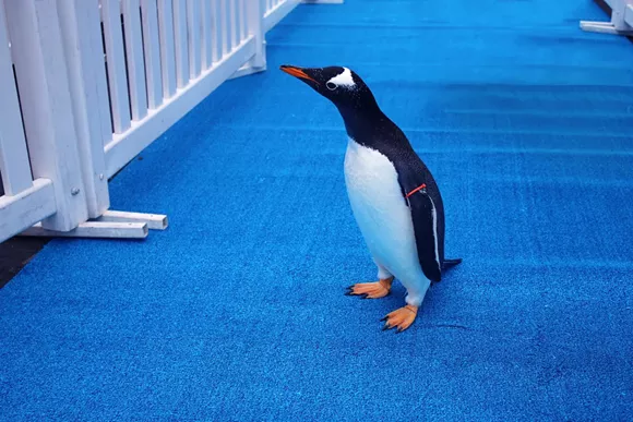 Watch penguins parade in adorable fashion into new home at Detroit Zoo