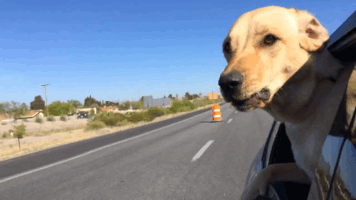 15 GIFS that are basically what summer in Detroit is