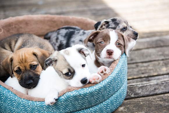 MORE CUTENESS THAN SHOULD BE LEGAL | PHOTO/SHUTTERSTOCK