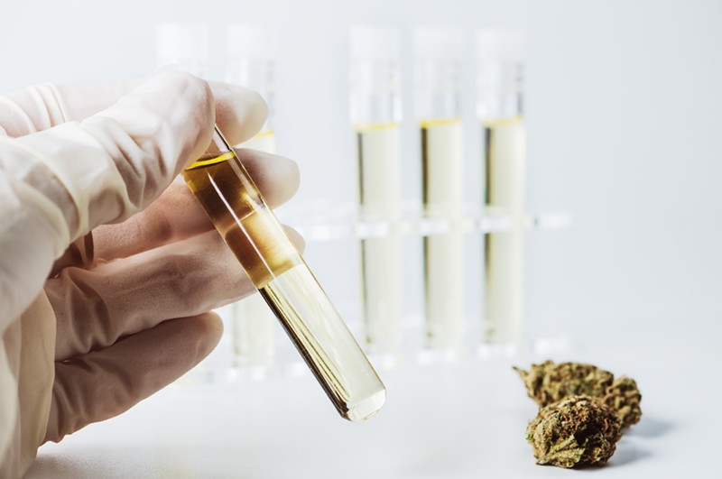 New study finds cannabis could reduce chances of COVID-19 infection
