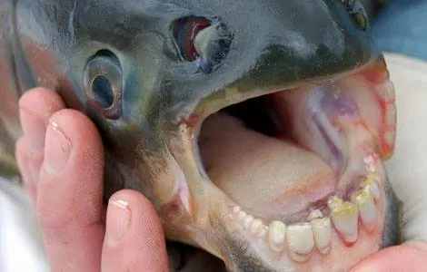 Michigan anglers keep catching fish with 'human-like teeth'