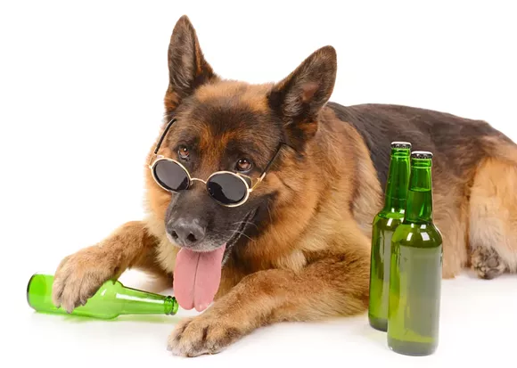 Note: do not feed your dog booze. - Shutterstock