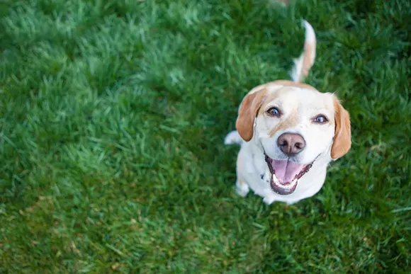 Now is the time: Adopt a furry friend for free this weekend