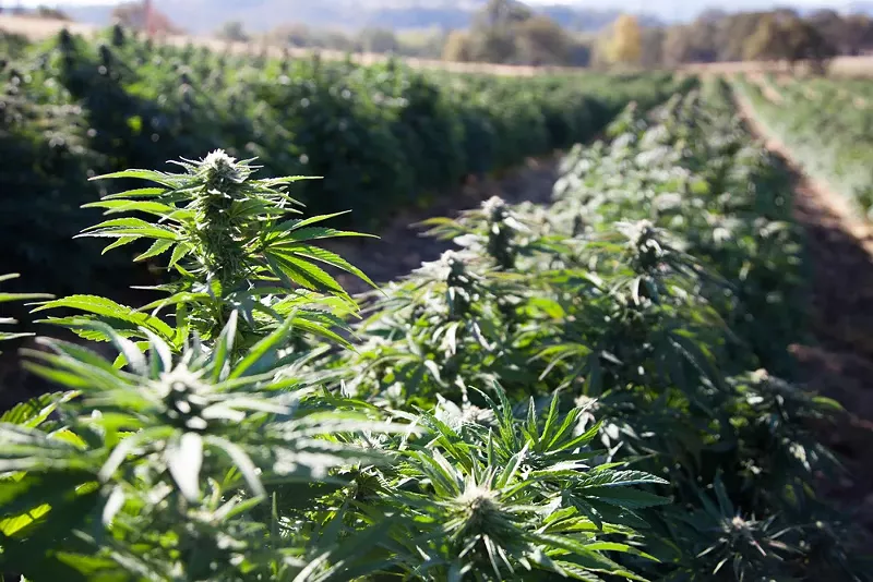 Michigan reports successful first year for industrial hemp pilot program