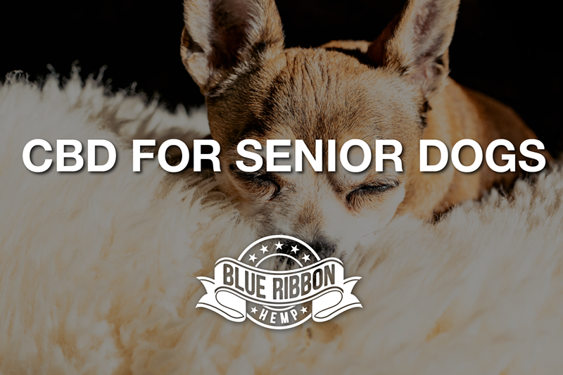 CBD for Senior Canines