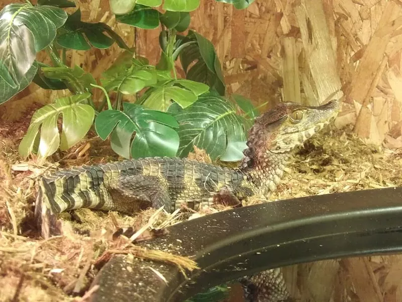 Georgie, a caiman, was last spotted near Lucerne and Lantz streets, by Little Mack Avenue between 15 Mile and 16 Mile roads in Clinton Township. - Clinton Township Police Department