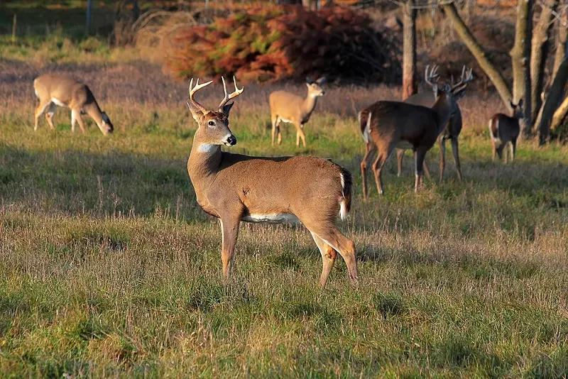 Michigan hunters, anglers set 2021 conservation goals