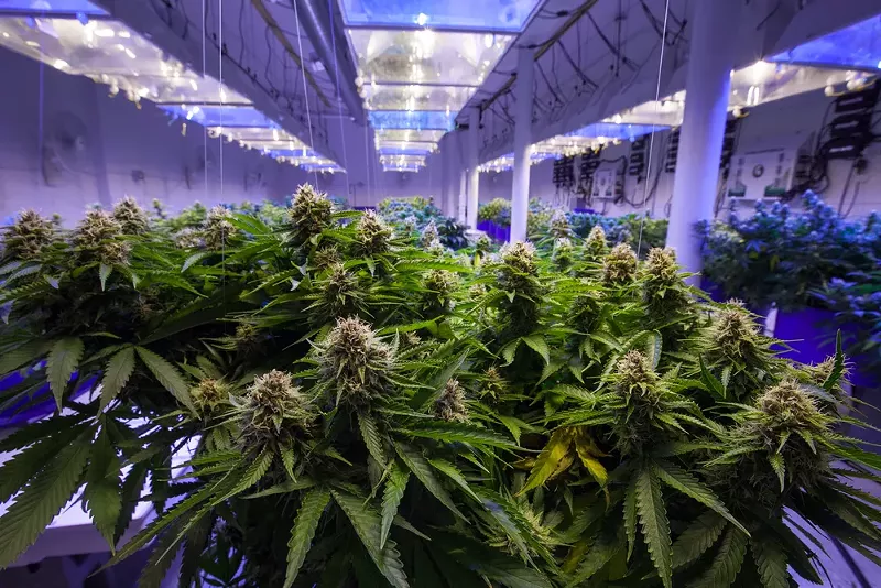 Michigan's cannabis market could reach $3 billion, 4 million customers within 3 years