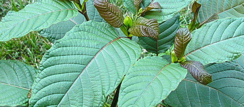 Best Kratom for Sale: Where To Buy Kratom Online