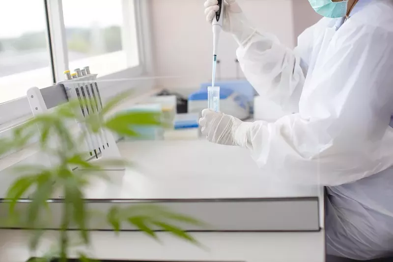 Cannabis lab file photo. - Shutterstock